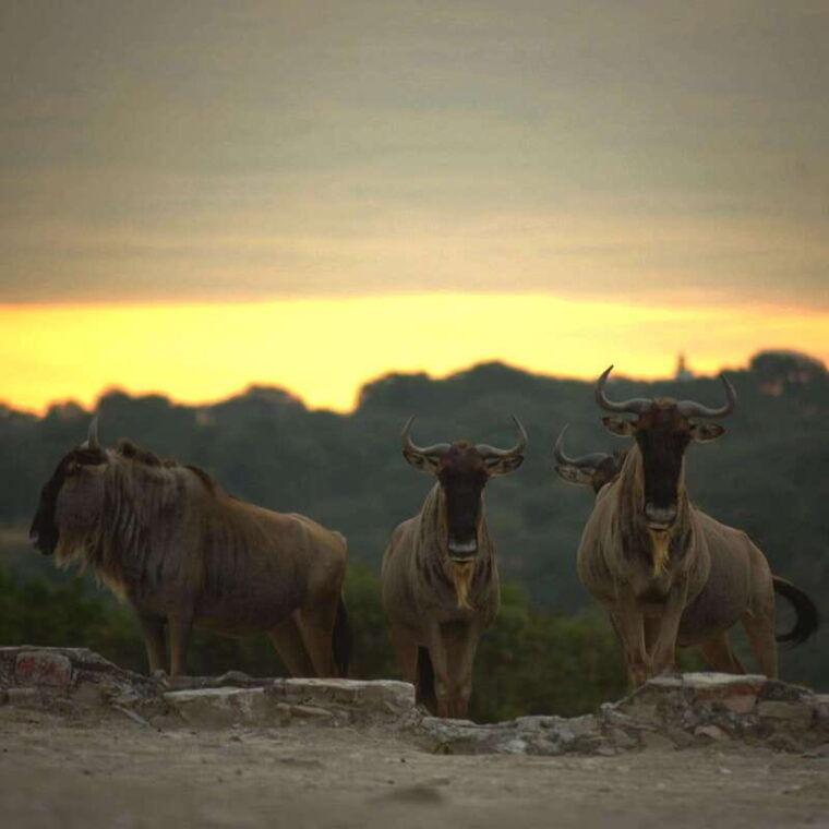 africam-safari-conservation-park