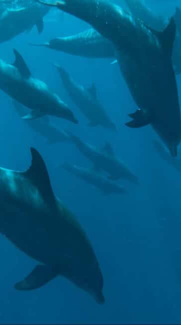 African Maldives: Mnemba, Sea Turtles & The Rock Restaurant - Key Points