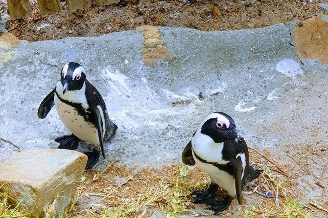African Penguins (Boulders Beach) Half Day tour from Cape Town - Practical Tips for Travelers