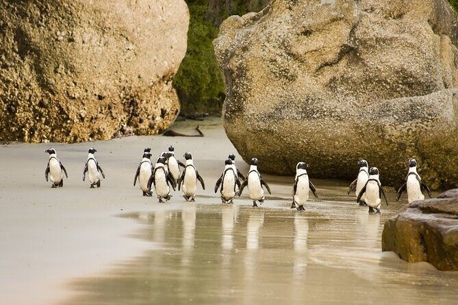 African Penguins (Boulders Beach) Half Day tour from Cape Town - FAQ