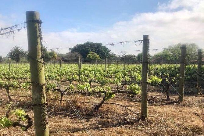 African Story Wine Tours in the Cape Winelands - A Full Breakdown of the Experience