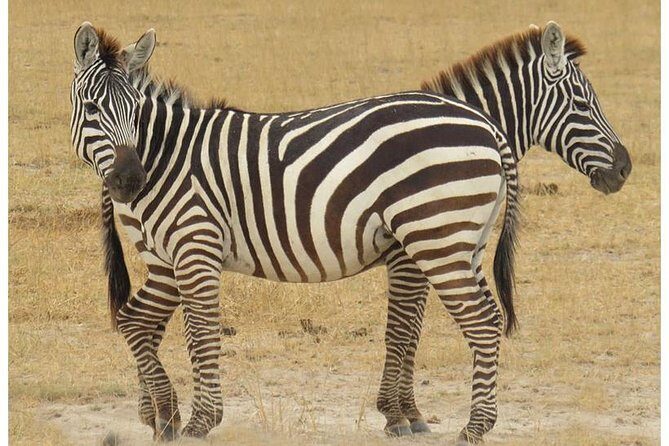 African Wildlife & Nature - 5 Kenya national parks - 6 day Jeep Safari - Considerations Before Booking