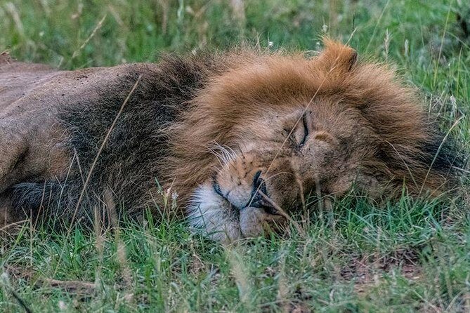 African Wildlife & Nature - 5 Kenya national parks - 6 day Jeep Safari - Final Thoughts: Who Is This Safari Best For?