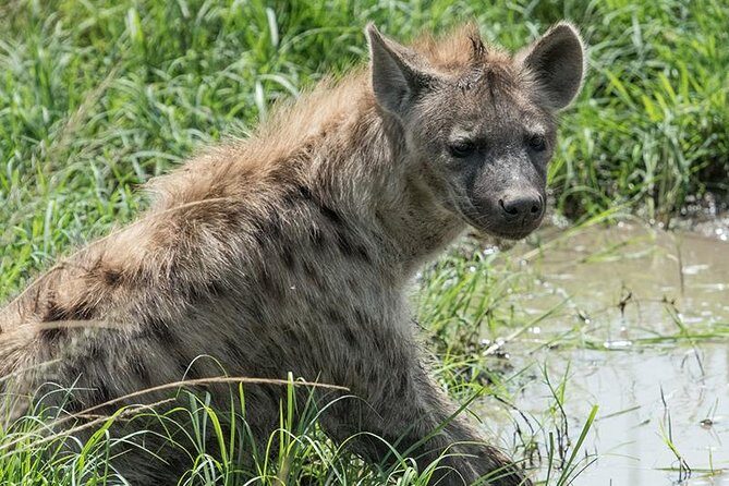 African Wildlife & Nature - 5 Kenya national parks - 6 day Jeep Safari - FAQs About the Kenya Safari Tour