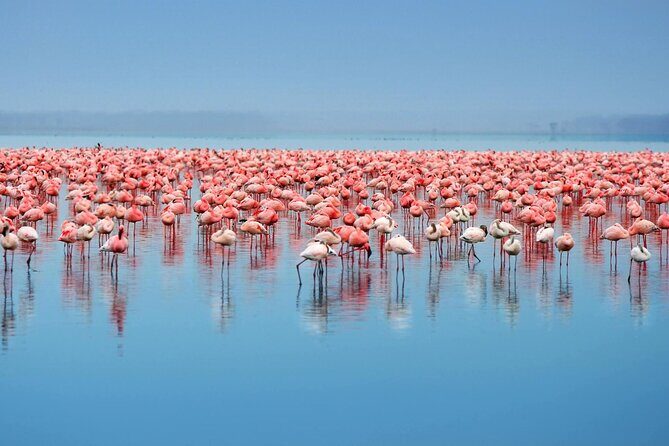 African Wildlife Safari 7 Days - The Journey: A Closer Look at the 7-Day Safari