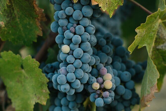 African Wine Cellar Tour with Lunch - Hazendal: A Heritage and Wine Experience