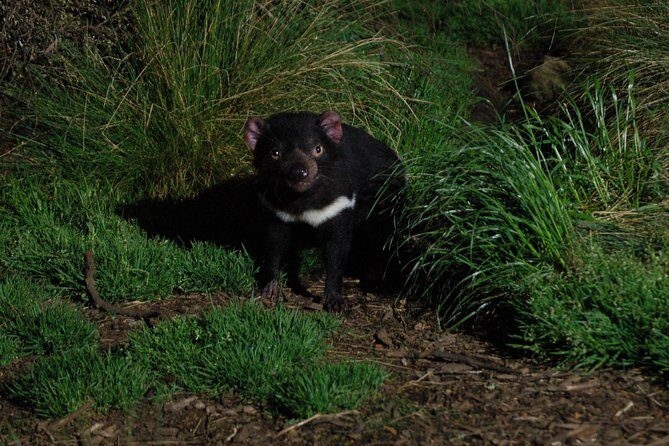 After Dark Tasmanian Devil Feeding Tour at Cradle Mountain - Final Thoughts