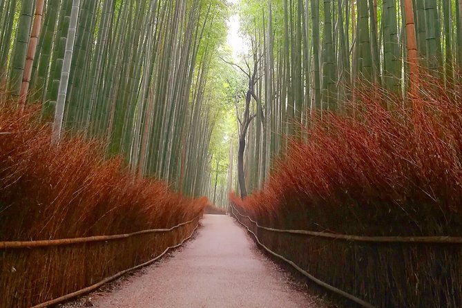 afternoon-arashiyama-bamboo-forest-monkey-park-kyoto-bike-tour