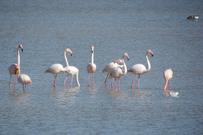 afternoon-birdwatching-at-lagoa-dos-salgados
