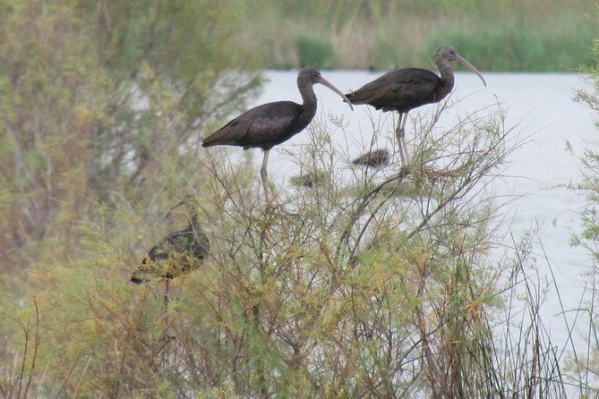 afternoon-birdwatching-at-lagoa-dos-salgados
