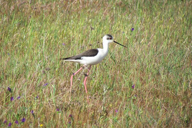 afternoon-birdwatching-at-lagoa-dos-salgados