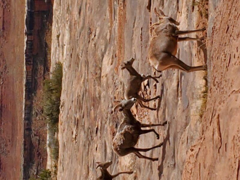 afternoon-canyonlands-island-in-the-sky-4x4-tour