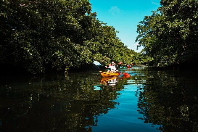 Afternoon Guided Kayak Activity on the Tamarin River - Final Thoughts