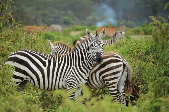 Afternoon half day mini safari to Nairobi National Park - Final Thoughts