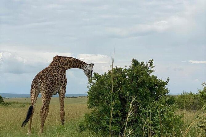 Afternoon half day mini safari to Nairobi National Park - FAQ