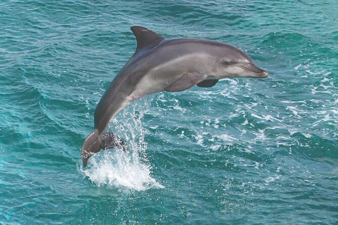 afternoon-hawaiian-green-sea-turtle-and-dolphin-snorkel-and-sail