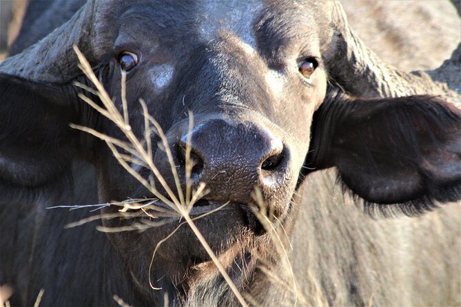 Afternoon Kruger National Park Safari - An In-Depth Look at the Afternoon Kruger Safari