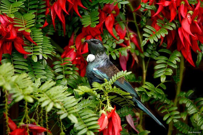 Afternoon Piha Beach and Rainforest Tour from Auckland - Key Points