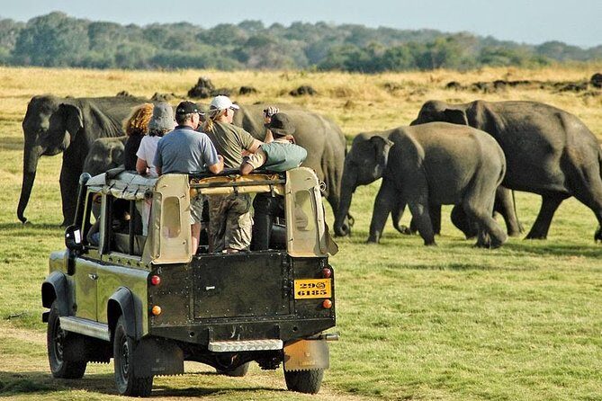 Afternoon Safari at Minneriya National Park - Key Points