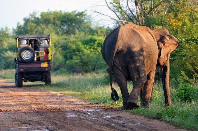 Afternoon Safari at Minneriya National Park - The Value and Practicalities