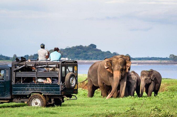Afternoon Safari at Minneriya National Park - Final Thoughts