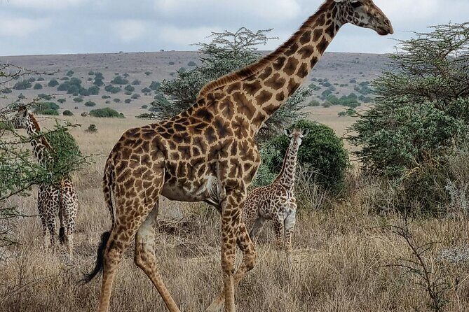 Afternoon Tour To Nairobi National Park - Key Points