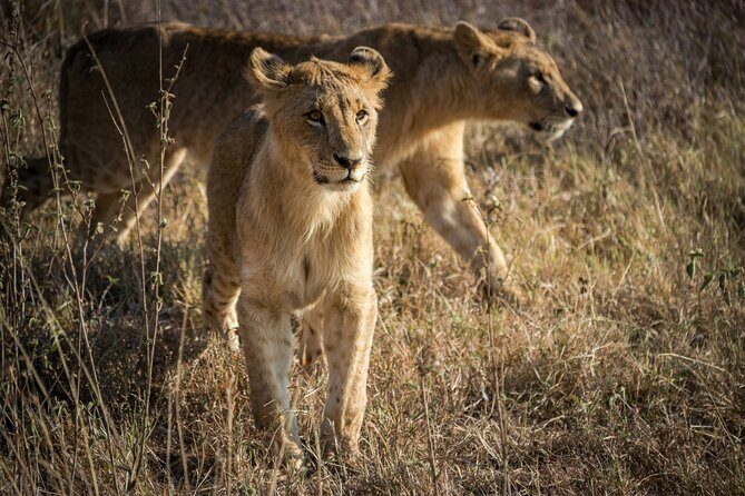 Afternoon Tour To Nairobi National Park - An Overview of Nairobi National Park