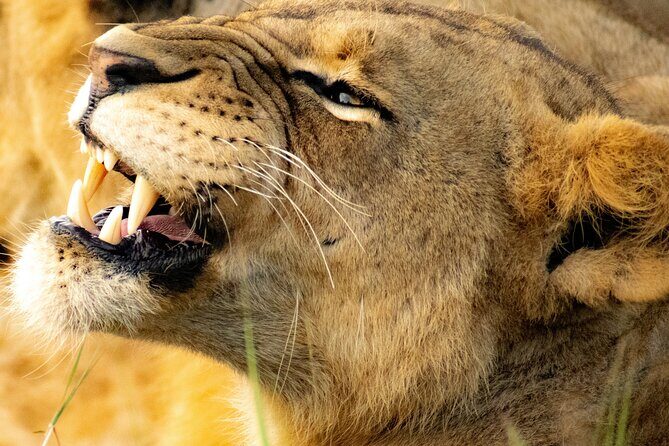 Afternoon Tour To Nairobi National Park - The Real Experience: Insights from Reviews