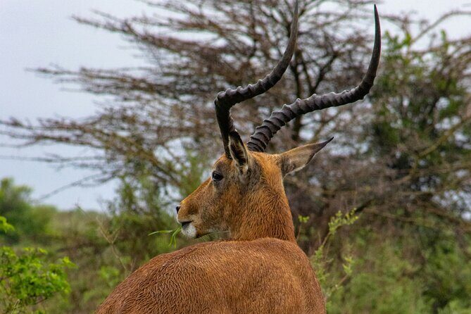 Afternoon Tour To Nairobi National Park - Who Is This Tour Best For?