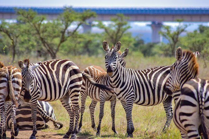 Afternoon Tour To Nairobi National Park - FAQs