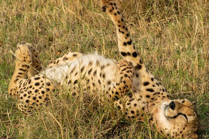 Afternoon Tour To Nairobi National Park - The Sum Up: Is It Worth It?