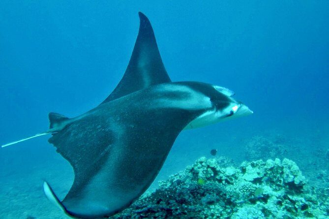 Afternoon West Maui Snorkel from Kaanapali Beach - The Authentic Maui Snorkeling Experience