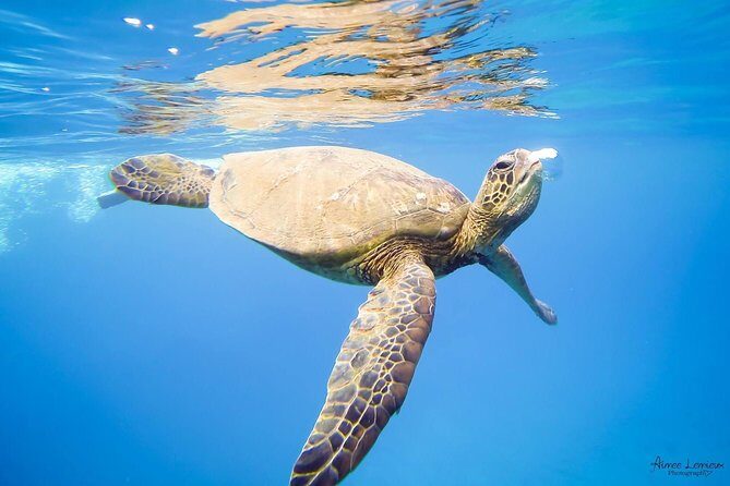 Afternoon West Maui Snorkel from Kaanapali Beach - FAQ