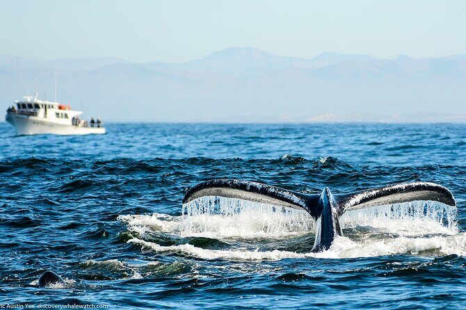Afternoon Whale Watch - What to Expect on the Whale Watch Tour