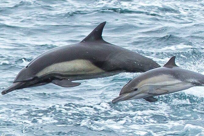 Afternoon Whale Watch - The Experience from Booking to Return