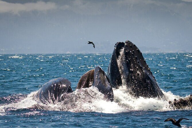 Afternoon Whale Watch - The Marine Life You Might Encounter