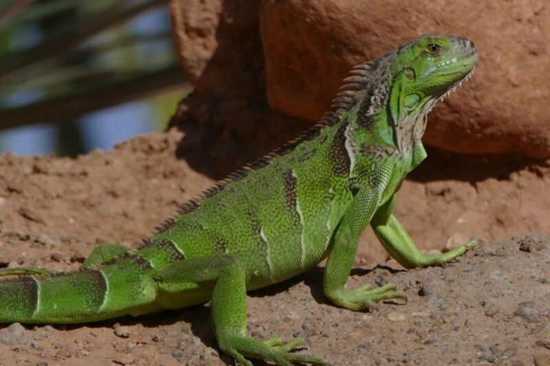 Agadir: Agadir Crocodile Park Adventure - Key Points
