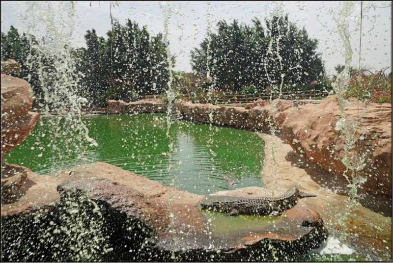 Agadir: Agadir Crocodile Park Adventure - What to Expect from Your Agadir Crocodile Park Tour