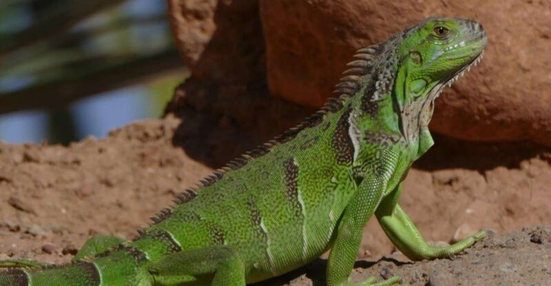 Agadir: Agadir Crocodile Park Adventure - Final Words: Is This Tour Worth It?
