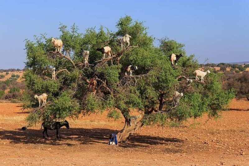 Agadir: Agafay Desert Quad Biking With Goats On The Tree - What Travelers Say About the Tour