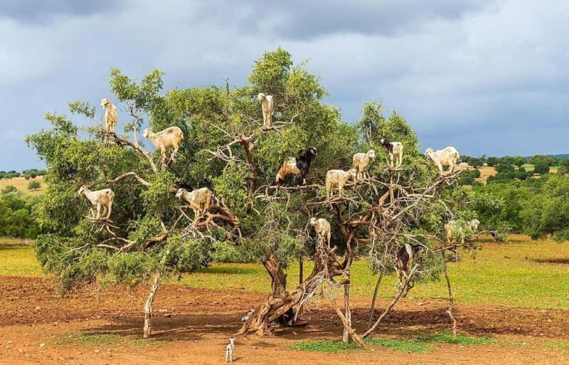 Agadir: Argan Forest and Goats-in-Trees Safari - Agadir: Argan Forest and Goats-in-Trees Safari