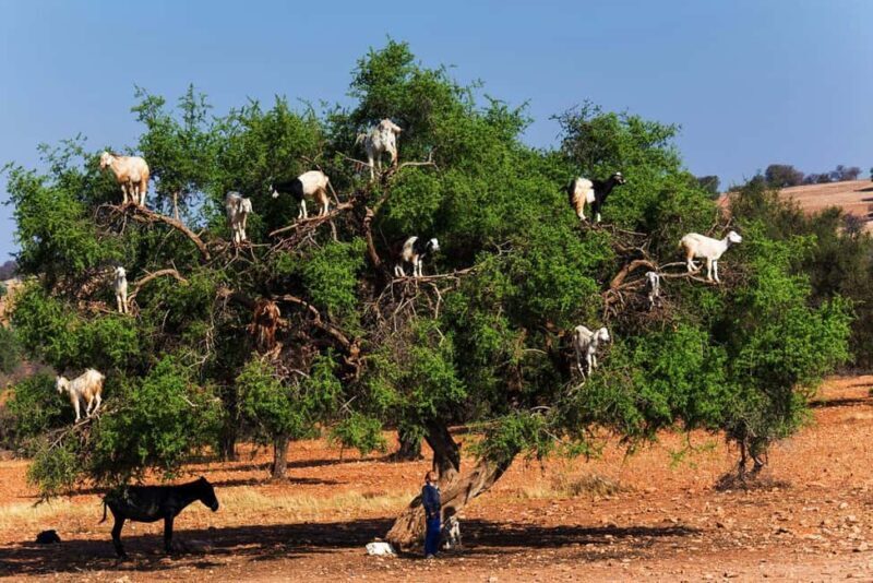 Agadir: Argan Forest and Goats-in-Trees Safari - What to Expect on the Tour