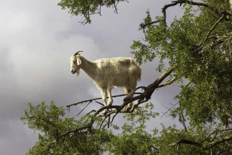 Agadir: ATV Quad Biking and Goats On Argan Trees with Tea - Practical Tips for Your Trip