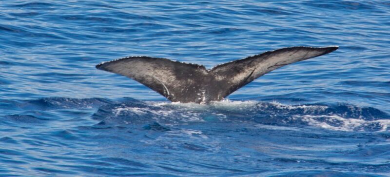 Agadir Boat Trip fishing & Swimming Adventure - Final Thoughts