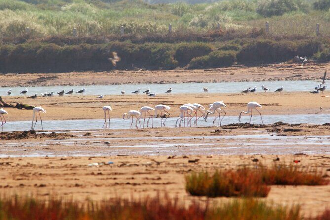 Agadir by Night: A Magical Evening - Key Points
