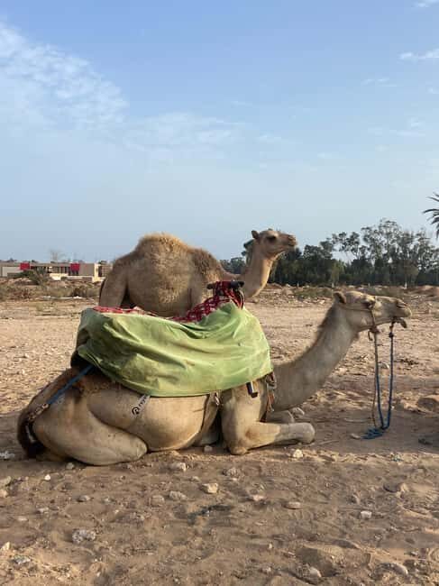 Agadir: Camel Ride at Sunset with Moroccan Dinner + transfer - Key Points