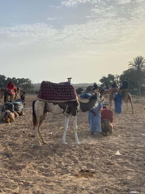 Agadir: Camel Ride at Sunset with Moroccan Dinner + transfer - Authentic Experiences & Reviewer Insights