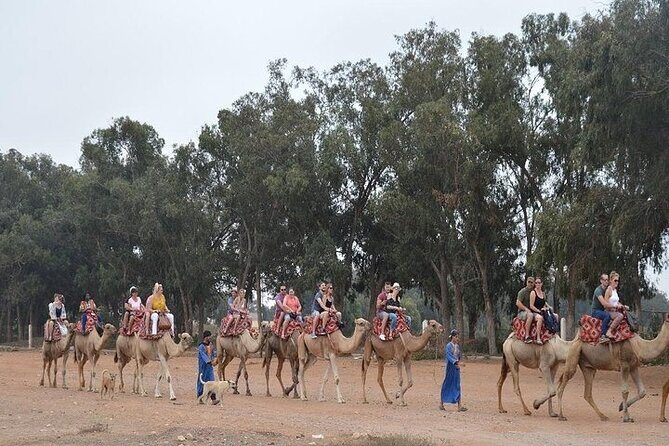 Agadir Camel Ride Experience - The Sum Up