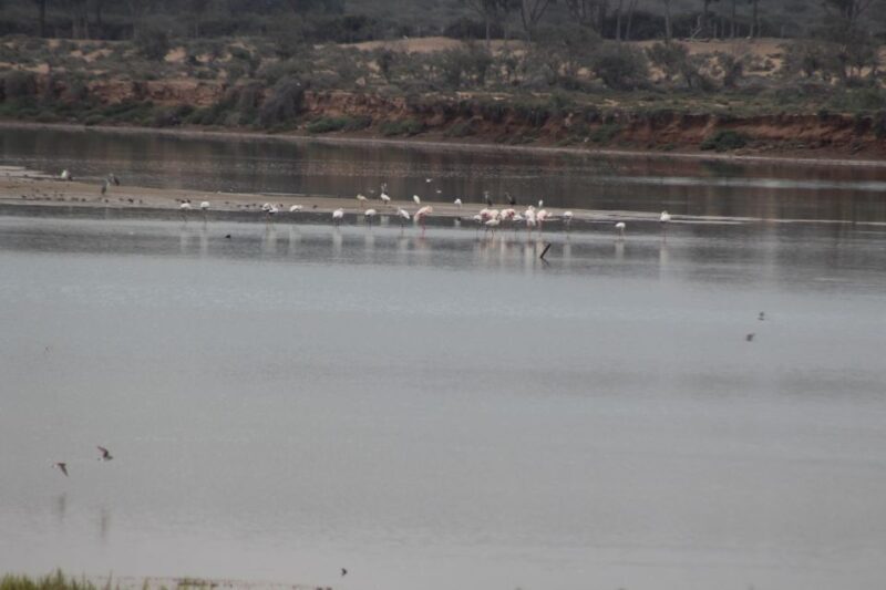 Agadir Camel Ride Flamingo River & BBQ Dinner - What to Expect from the Tour