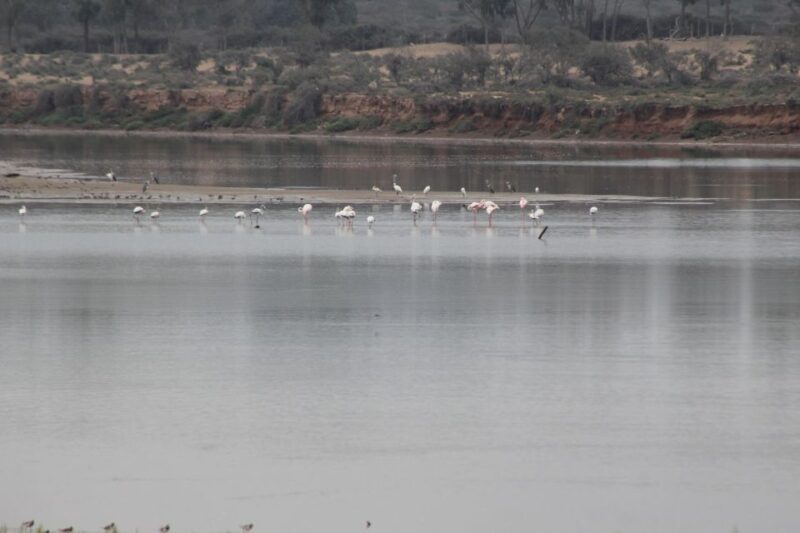 Agadir Camel Ride Flamingo River & BBQ Dinner - Who Will Love This Experience?